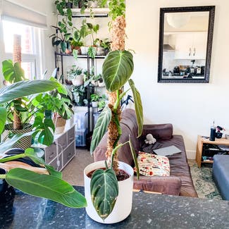 Black Gold Philodendron plant in London, England