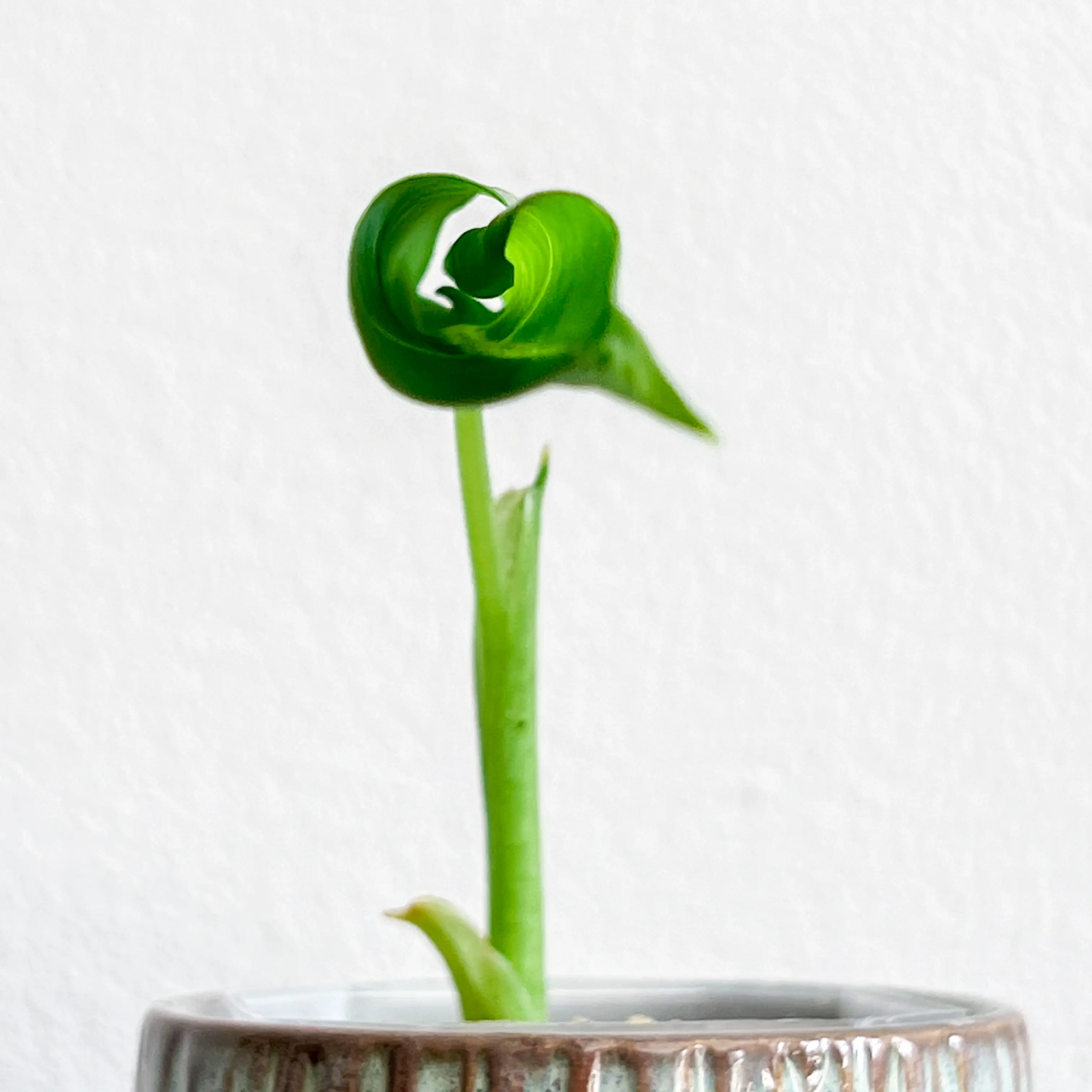 Young Green Velvet Alocasia plant with a single curled leaf in a small pot.