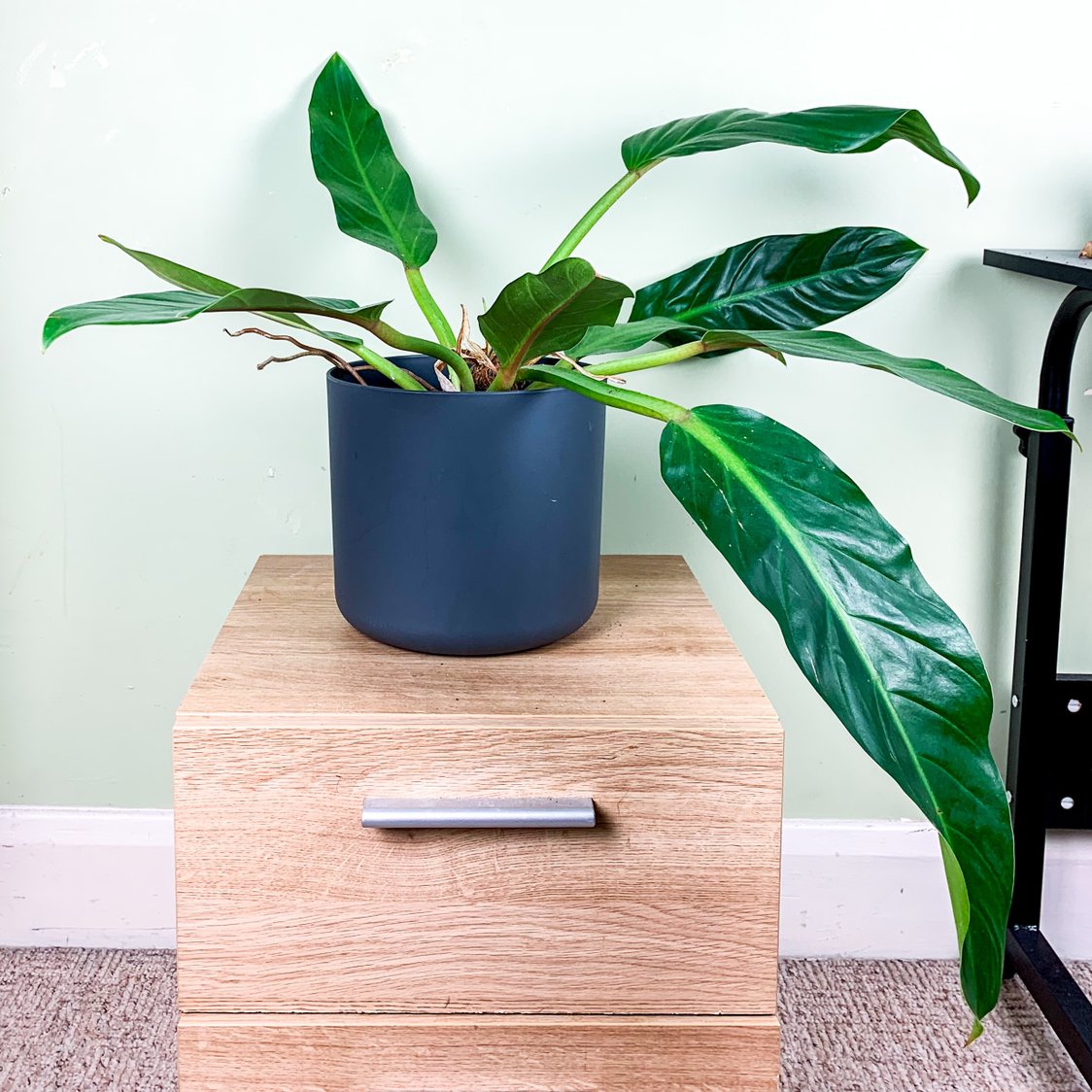 Photo of the plant species Fat Boy Philodendron by @goodgrowing named Philo ‘Fat Boy’ on Greg, the plant care app