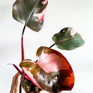 Pink Princess Philodendron plant in London, England