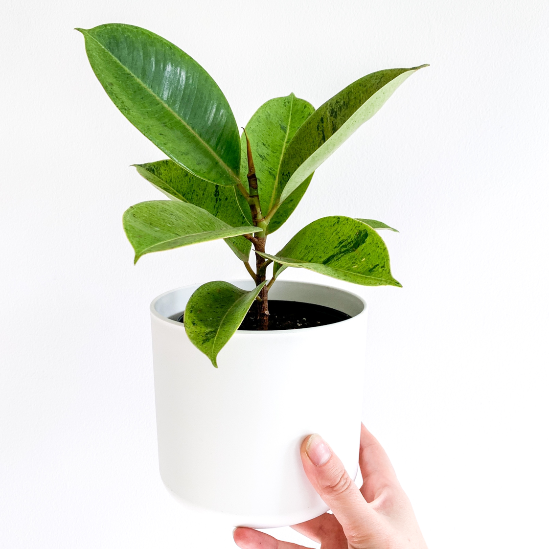 Ficus elastica 'Shivereana' plant in a white pot held by a hand, with vibrant green leaves.