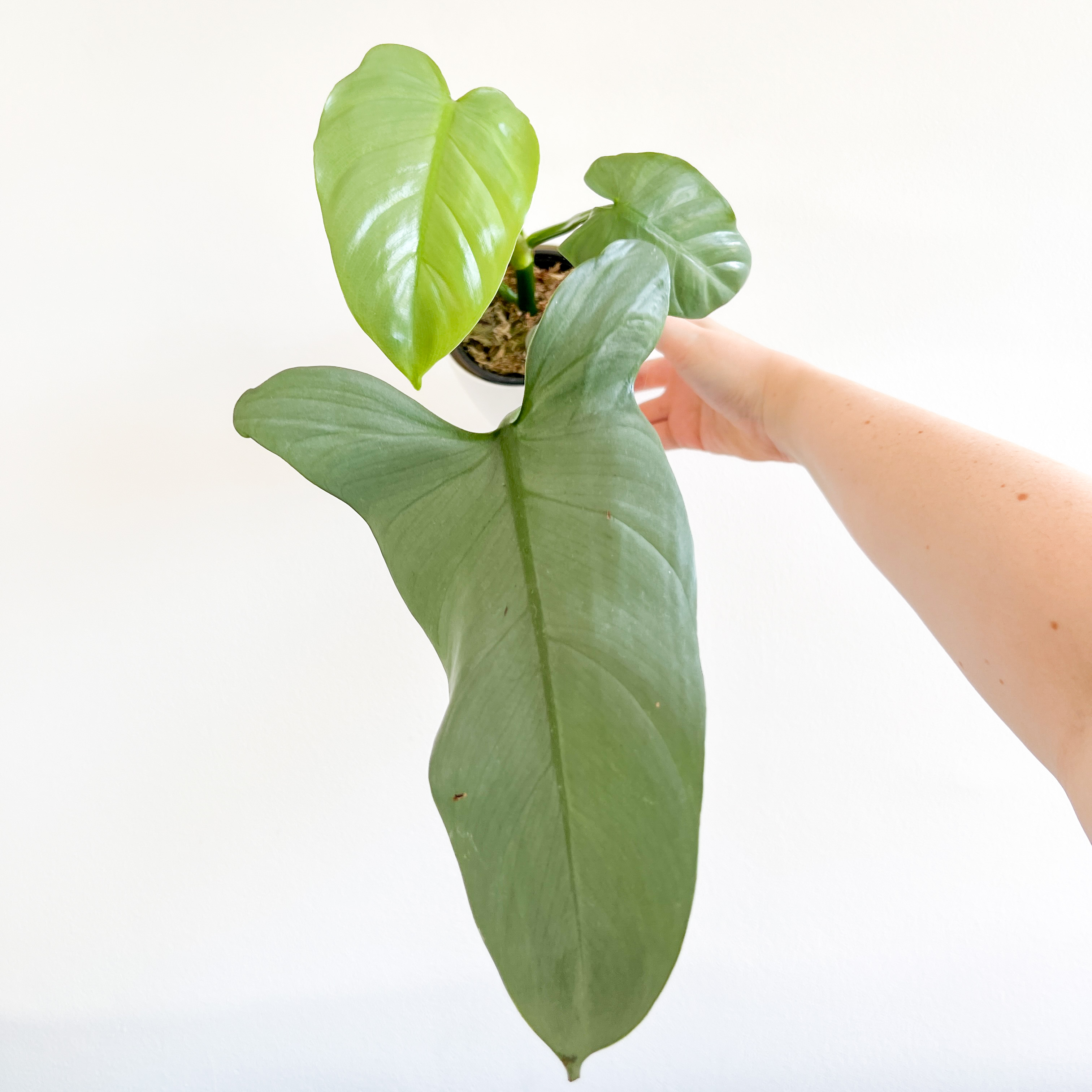 A healthy Silver Sword Philodendron with large leaves, held by a hand.