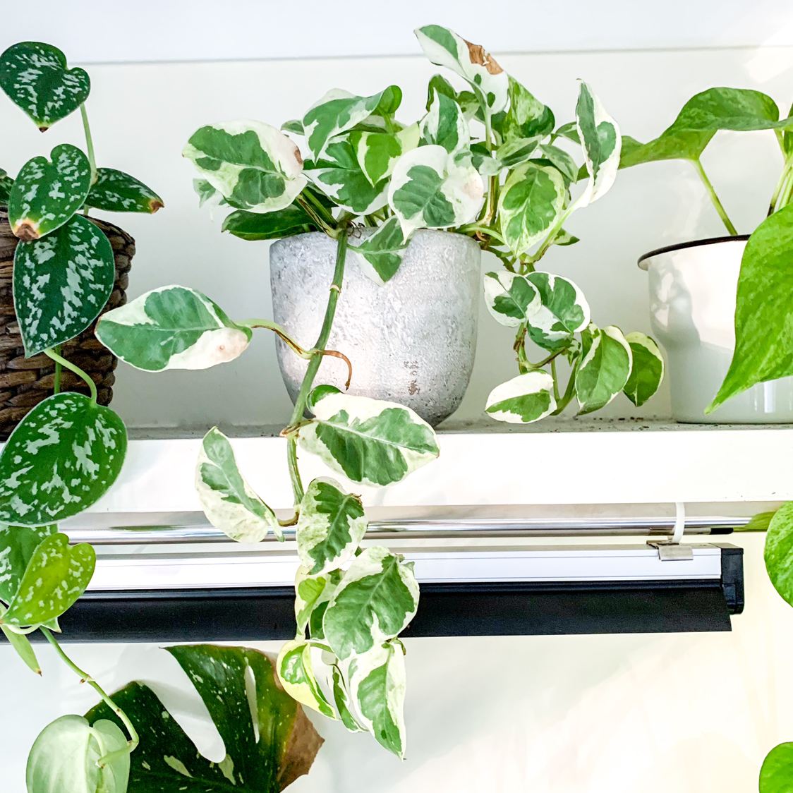 Photo of the plant species Pothos N' Joy by @goodgrowing named Pothos n Joy on Greg, the plant care app