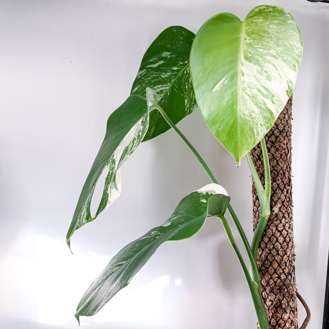 Variegated Monstera plant with white and green leaves, well-framed and healthy.