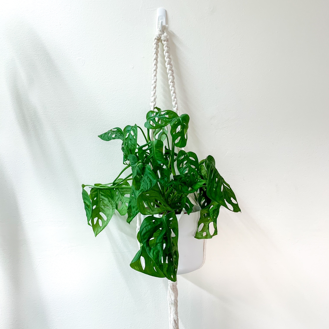 Photo of the plant species Swiss Cheese Vine by @goodgrowing named Monstera Adansonii on Greg, the plant care app