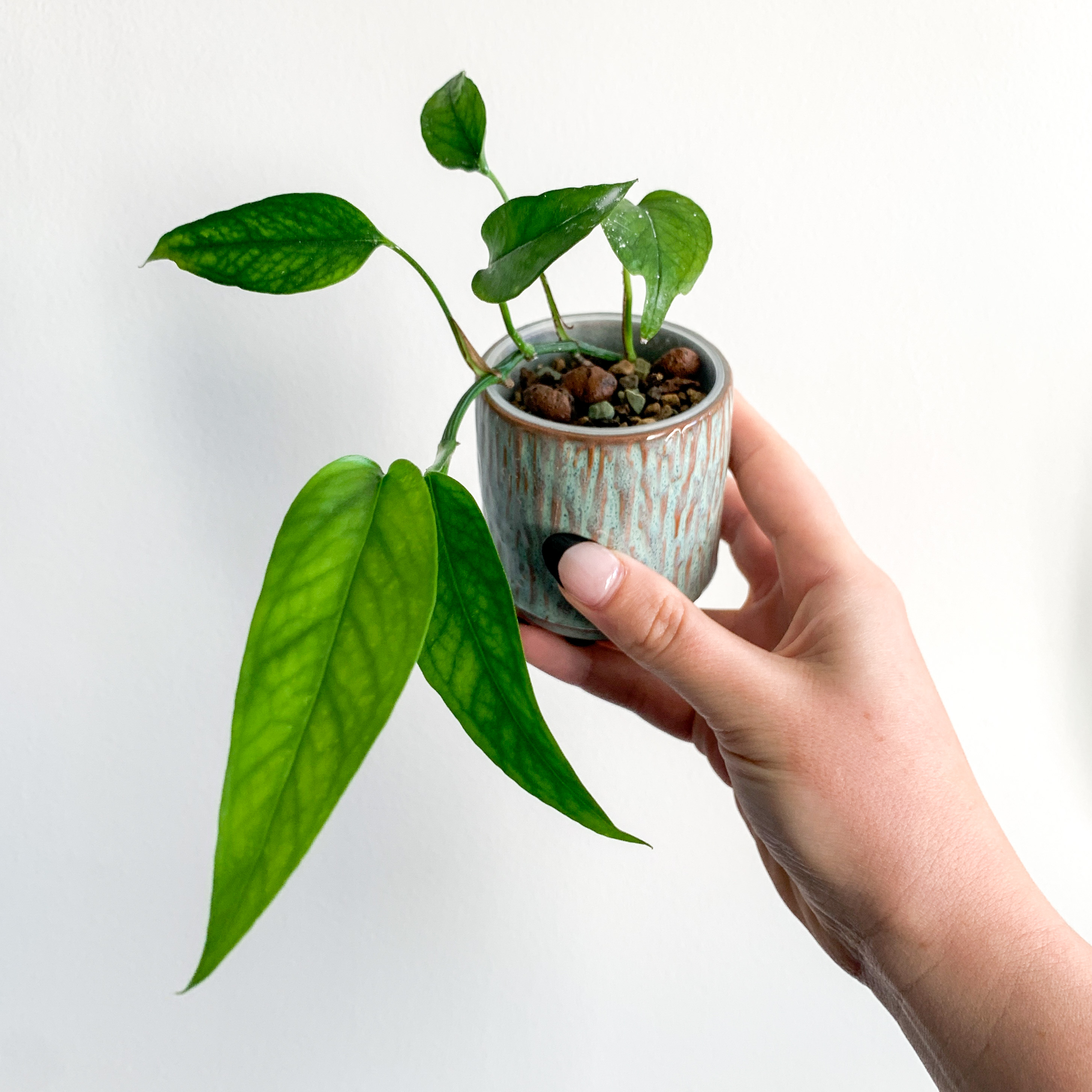 Hand holding a small potted Skeleton Key Pothos plant with elongated green leaves.