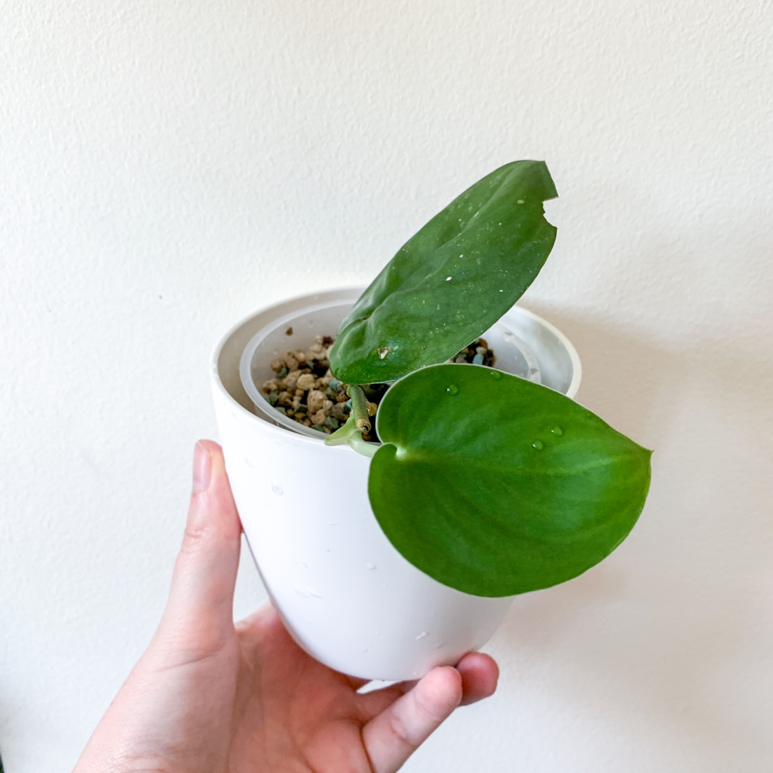 Photo of the plant species Jade Satin Pothos by @goodgrowing named Scindi ‘Jade Satin’ on Greg, the plant care app