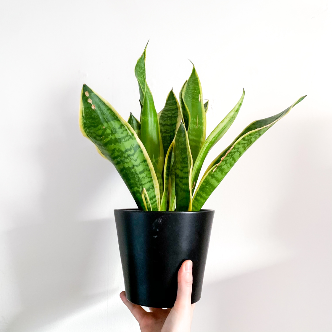What To Do About 🐍 Snake Plant Leaves Drooping