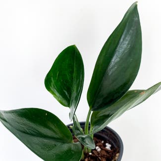 Scindapsus treubii 'Dark Form' plant in London, England