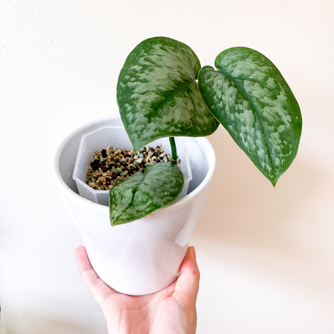 Plant care for Bamboo Orchid on Greg, the plant care app