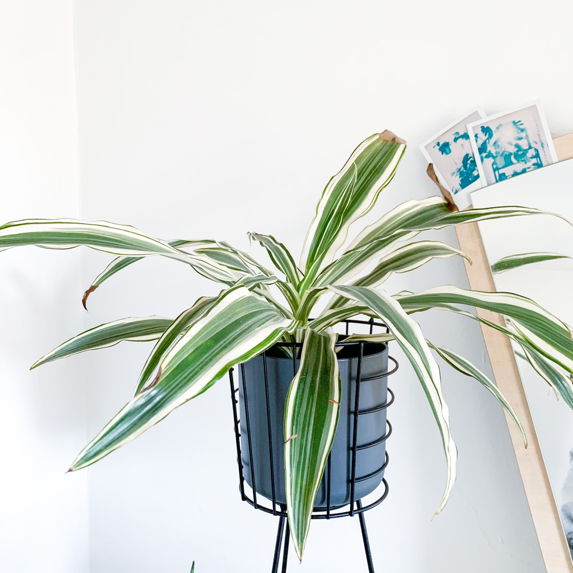 Photo of the plant species White Jewel Dracaena by @goodgrowing named Dracaena ‘White Jewel’ on Greg, the plant care app
