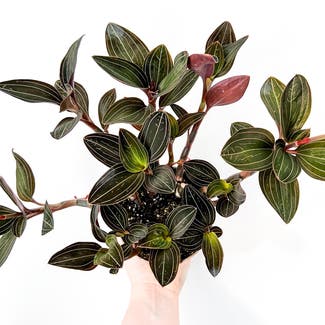 Jewel Orchid plant in London, England
