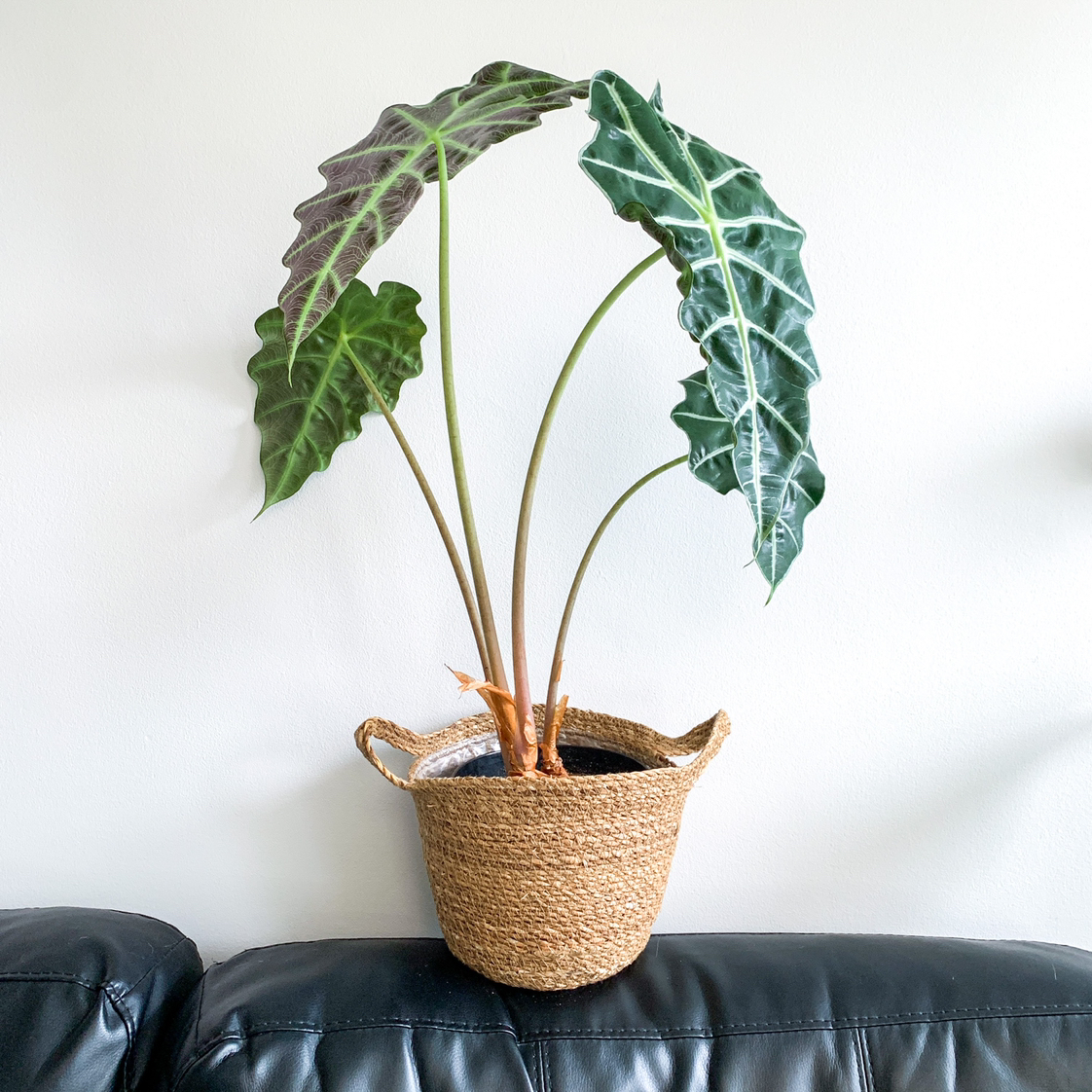 Alocasia Polly Plant with large, dark green leaves in a woven basket on a black surface.