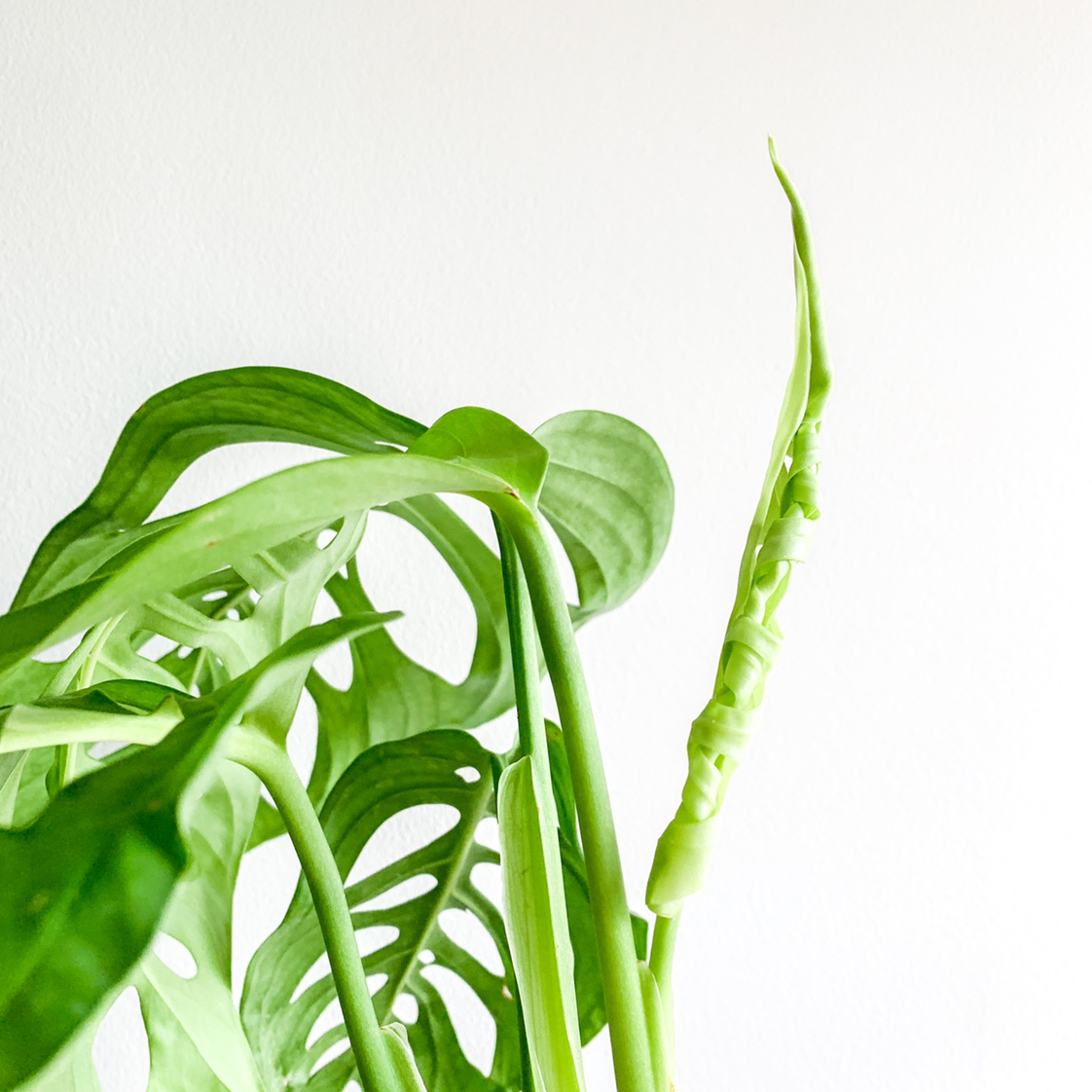 Propagating My Monstera esqueleto: Step-by-Step Guide