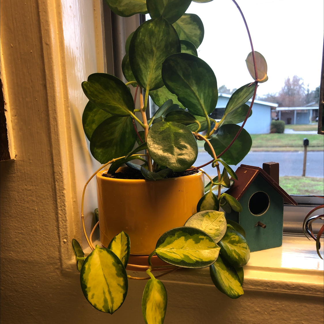 Hoya Carnosa Tricolor plant in a yellow pot on a windowsill with vibrant green and variegated leaves.