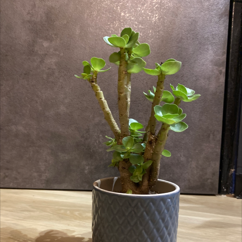 Potted 'Ihi plant with thick stems and small green leaves, well-framed and in focus.