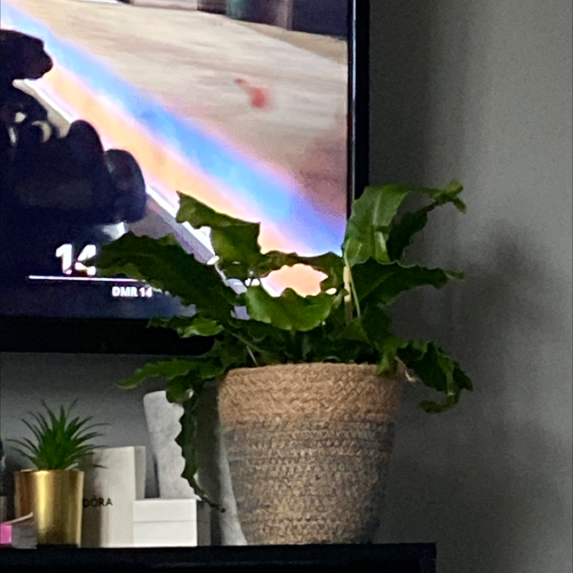 Bird's Nest Fern plant photo by @FacileRubyball named Willow on Greg, the plant care app.