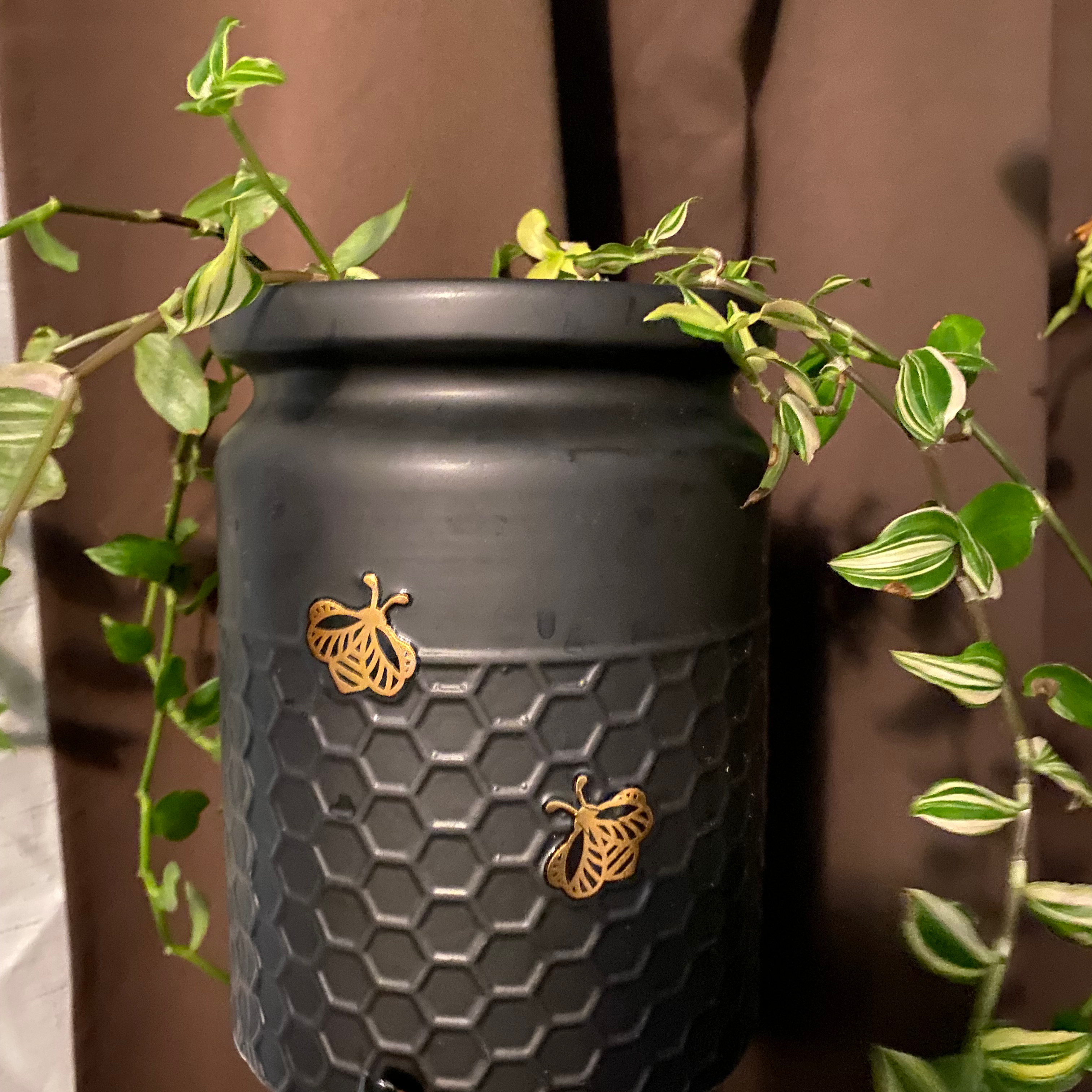 Tradescantia 'Yellow Zebra' plant in a decorative pot with vibrant green and yellow-striped leaves.