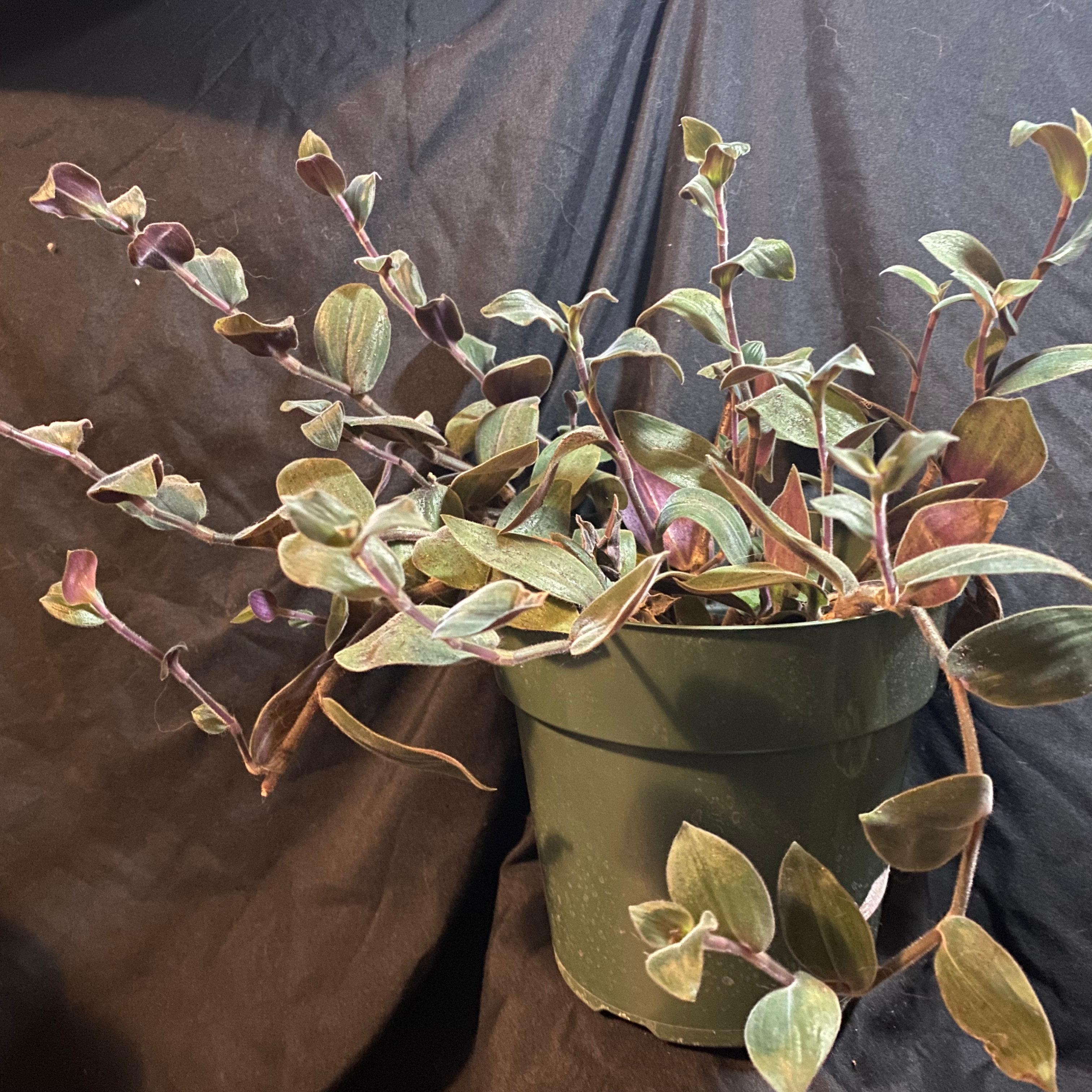 Potted Baby Bunny Bellies plant with green and purple leaves.