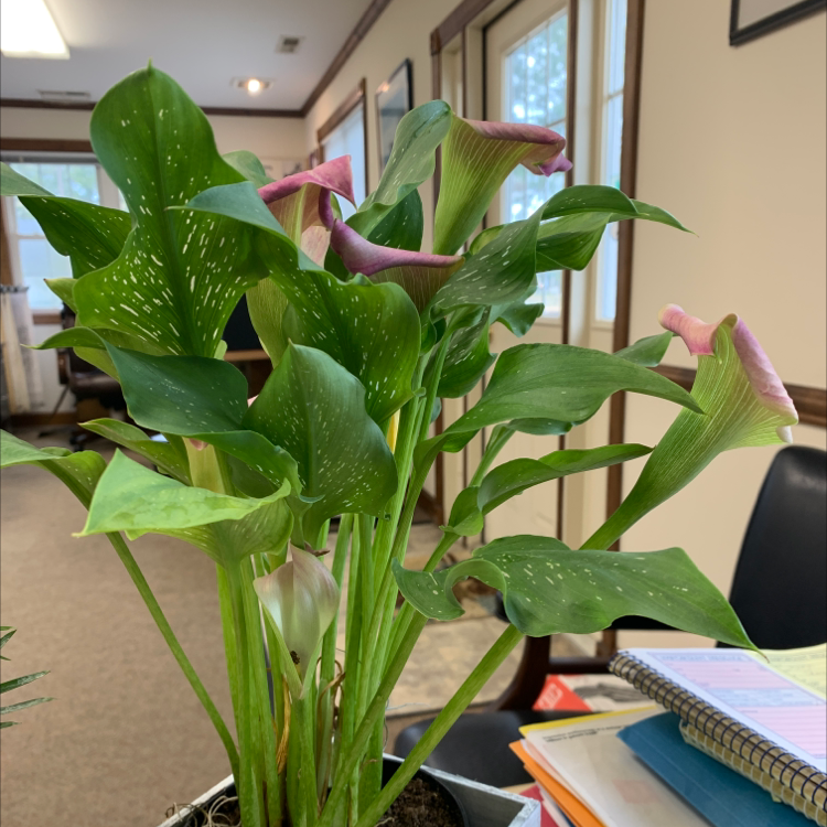 Best Soil Potting Mix for Pink Calla Lily