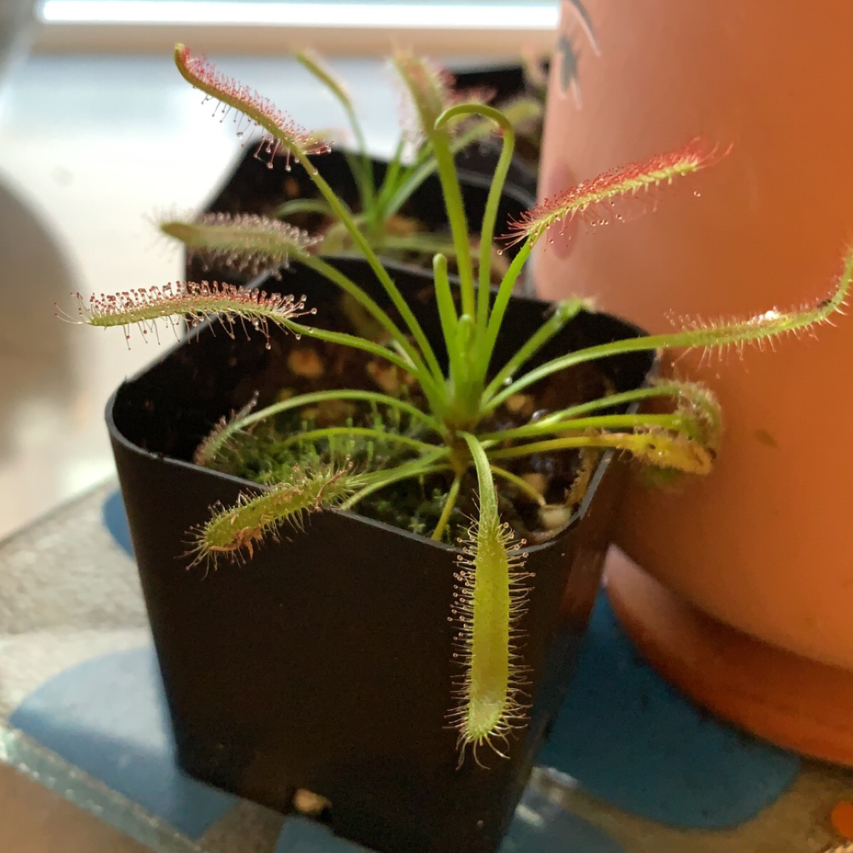 Cape Sundew plant in a small black pot with vibrant green leaves and red-tipped tentacles.