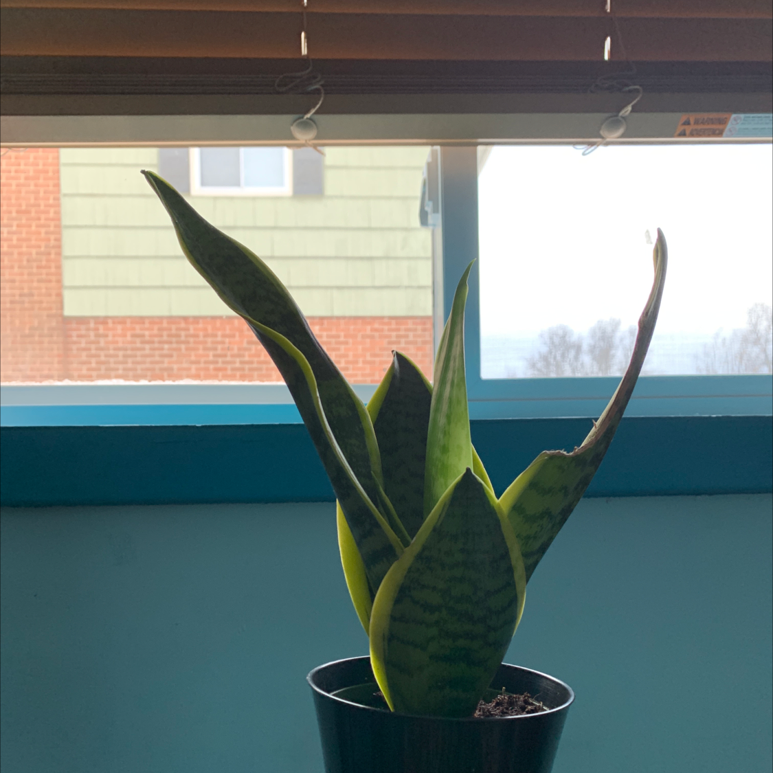 Snake Plant plant photo by @AlternateBagpod named Chicken on Greg, the plant care app.