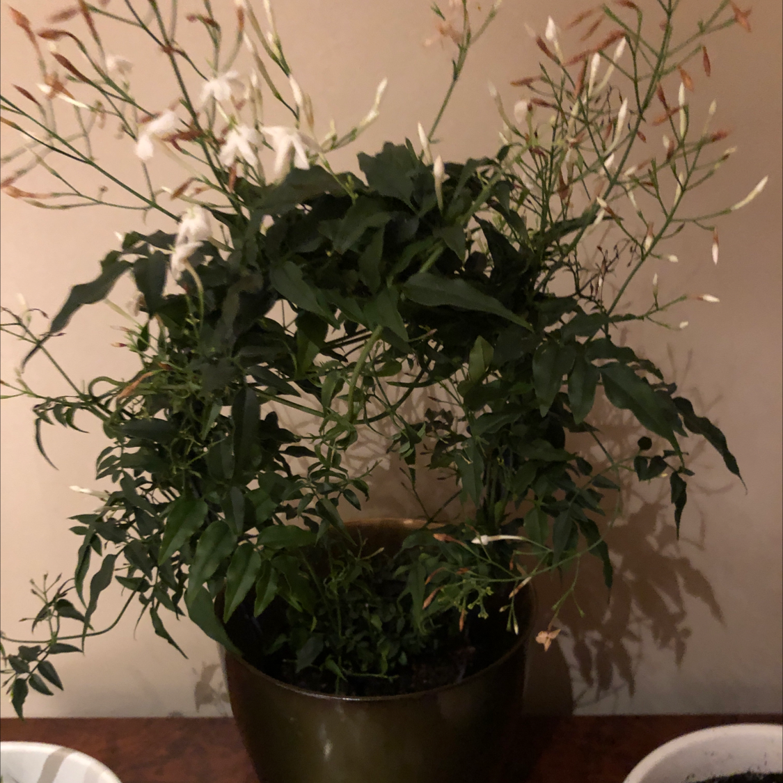 Potted Pink Jasmine plant with green leaves and white flowers.