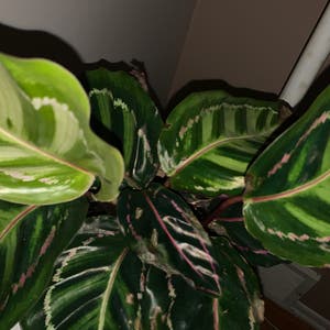 Rose Calathea plant photo by @WetMyPlanties named Ms Drama on Greg, the plant care app.