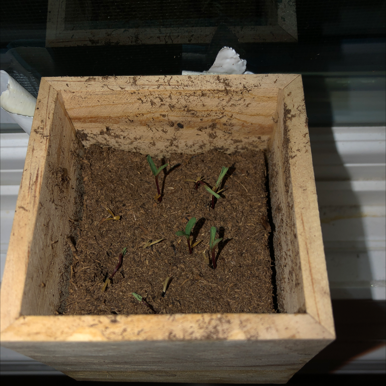 Wooden planter box with small African Marigold seedlings emerging from the soil.