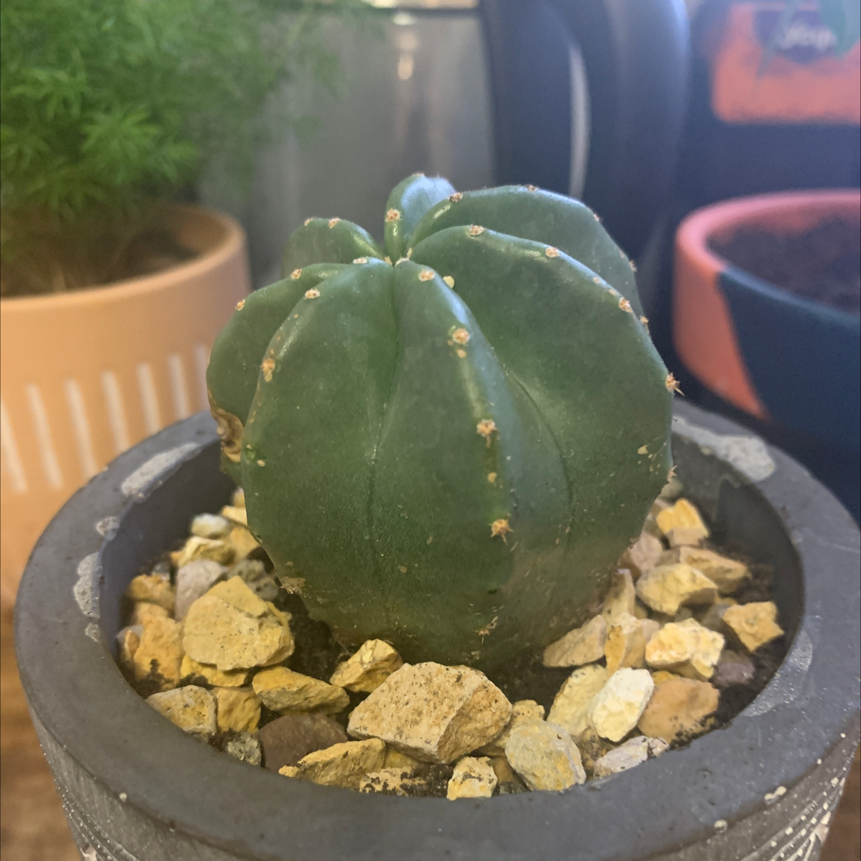 Photo of the plant species Echinocereus subinermis by @SavantFlax named Gomez on Greg, the plant care app