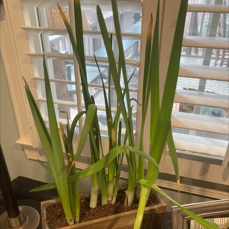 Paper White Narcissus plant in a rectangular pot with some browning leaf tips, placed indoors near a window.