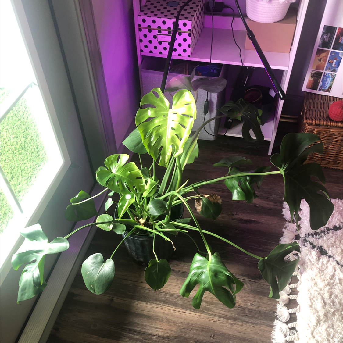 Monstera plant photo by @TrustyFlax named Little Monster on Greg, the plant care app.