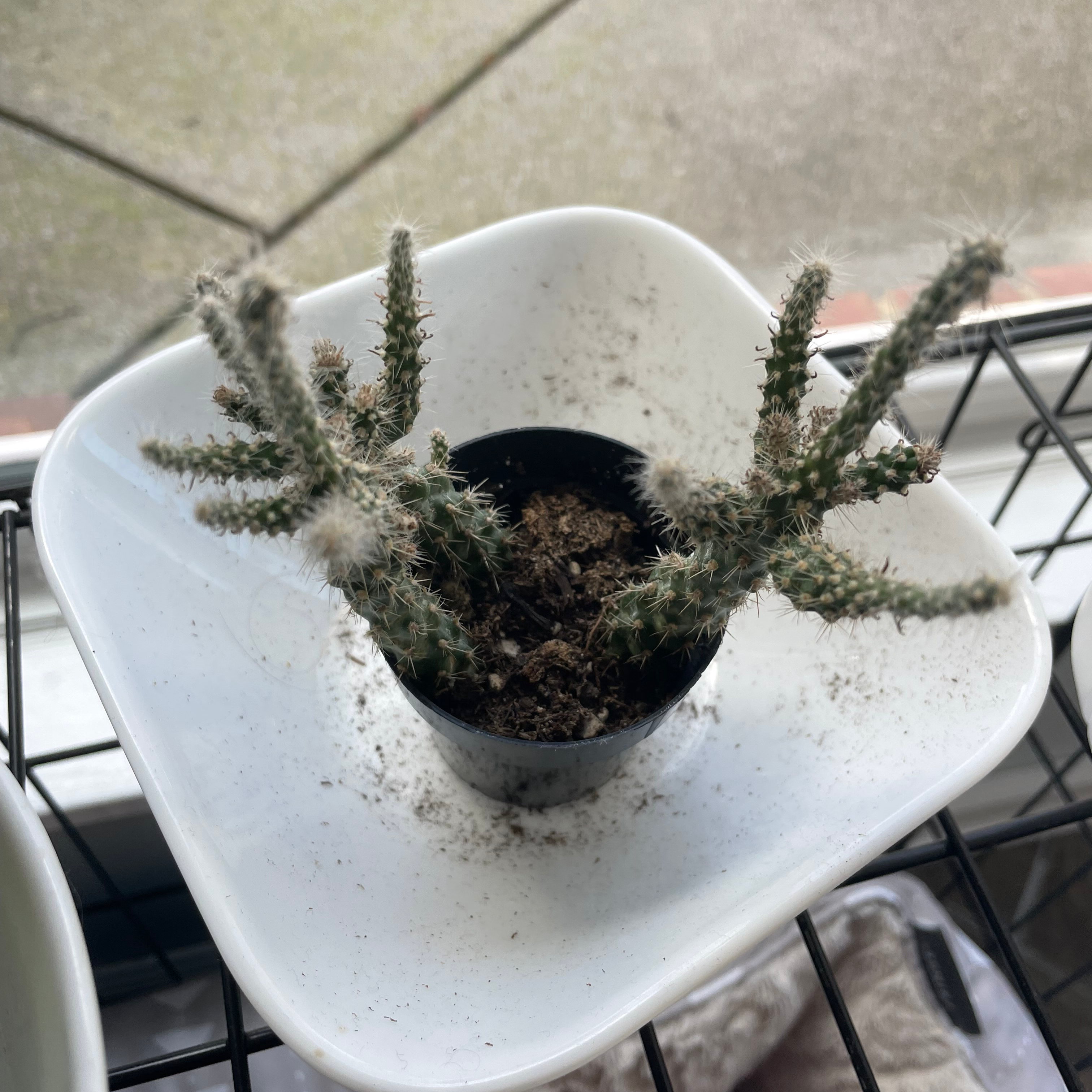 Cane Cholla plant in a black pot inside a white dish, with visible soil.
