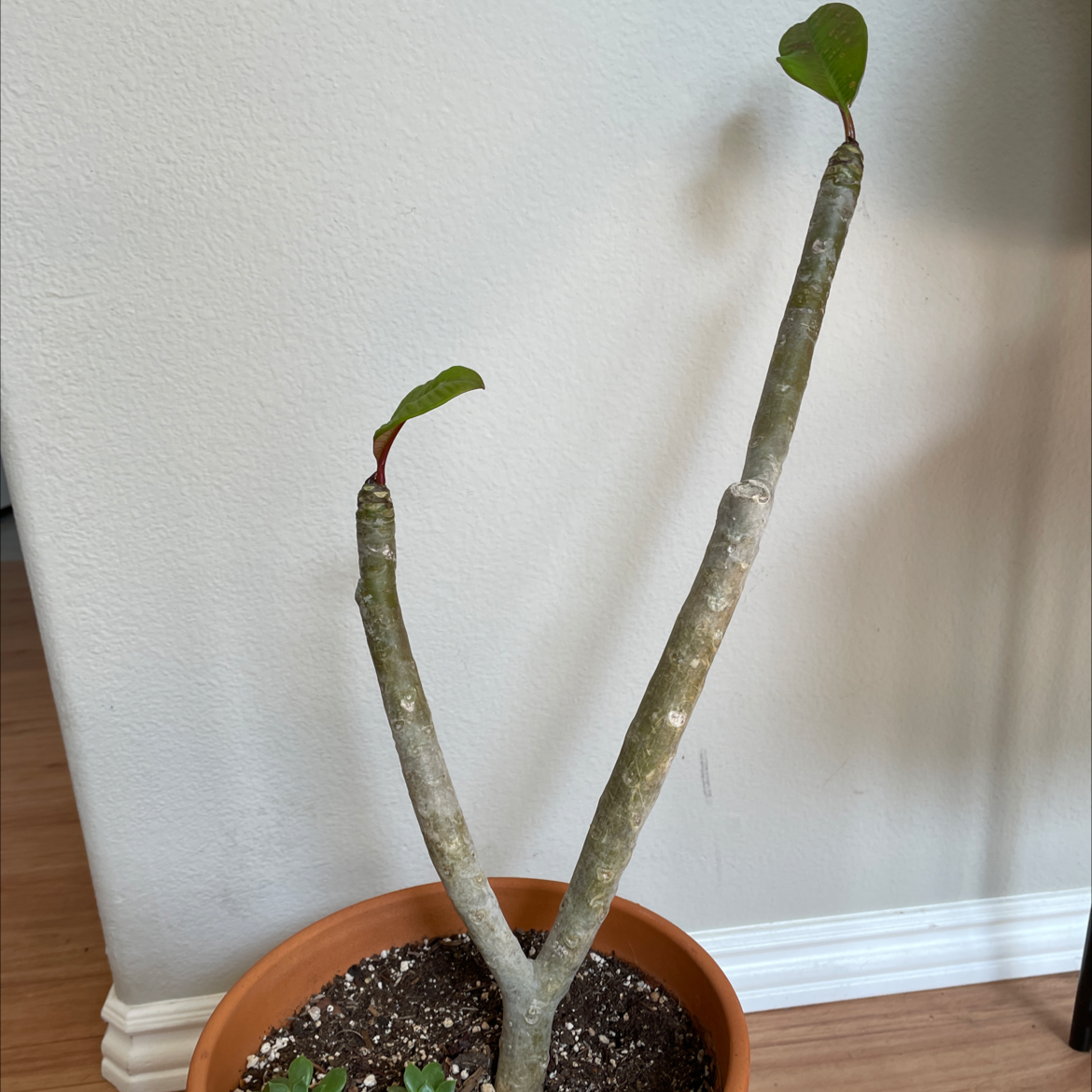 Potted Red Frangipani plant with two main stems and a few leaves at the tips.