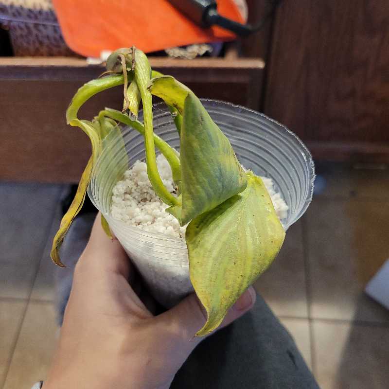 Tradescantia 'Yellow Zebra' plant with yellowing and browning leaves in a clear plastic cup.