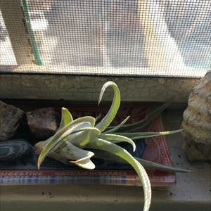 Tillandsia harrisii plant photo by @Pinus_palustris named Ang on Greg, the plant care app.