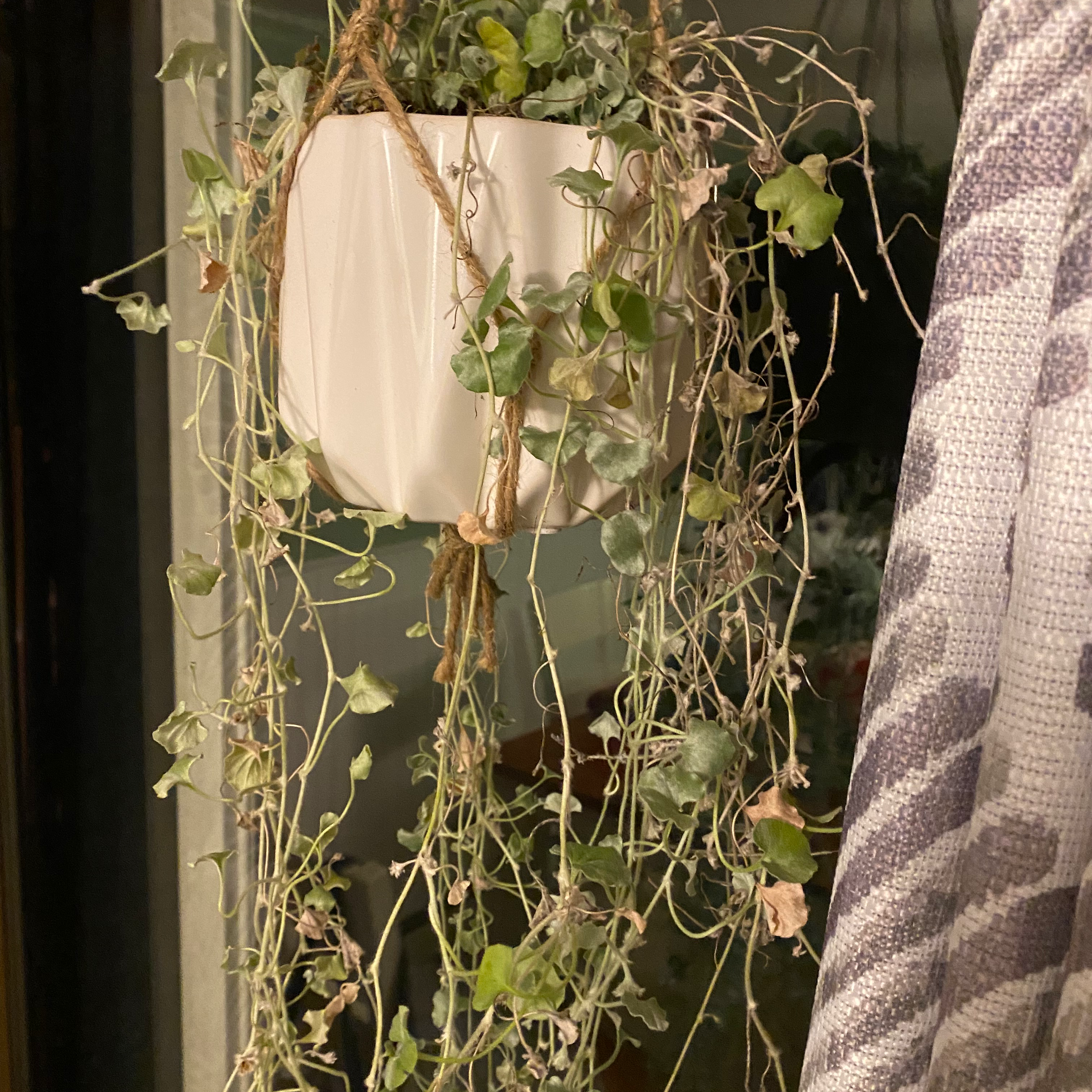 Kenilworth Ivy in a hanging white pot with some yellowing and browning leaves.