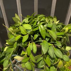 Hoya bilobata plant