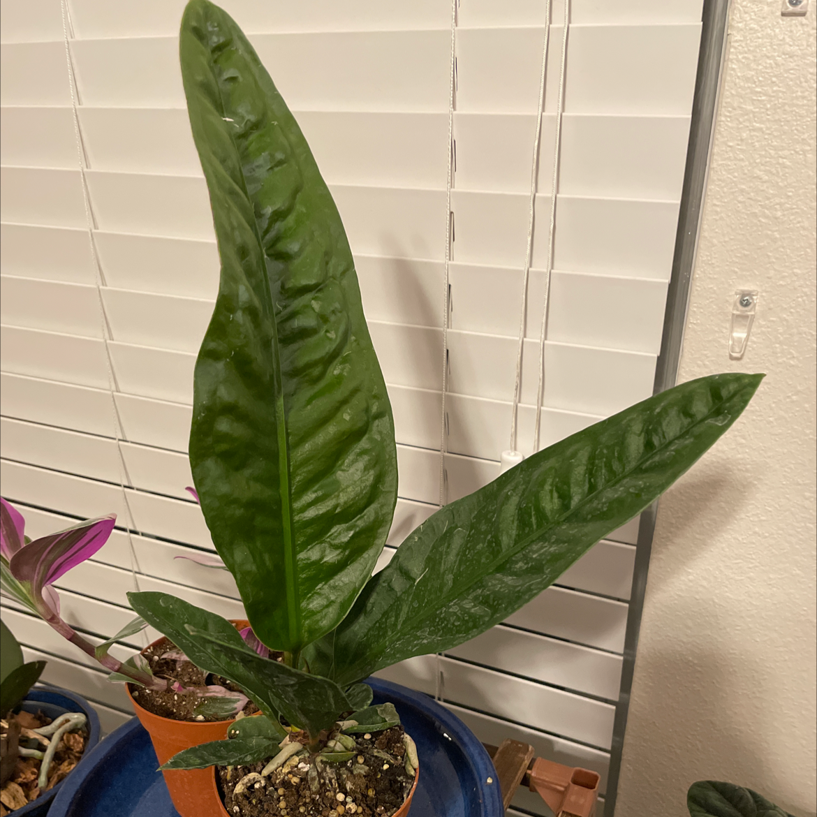 Anthurium superbum plant with large, glossy green leaves in a pot.