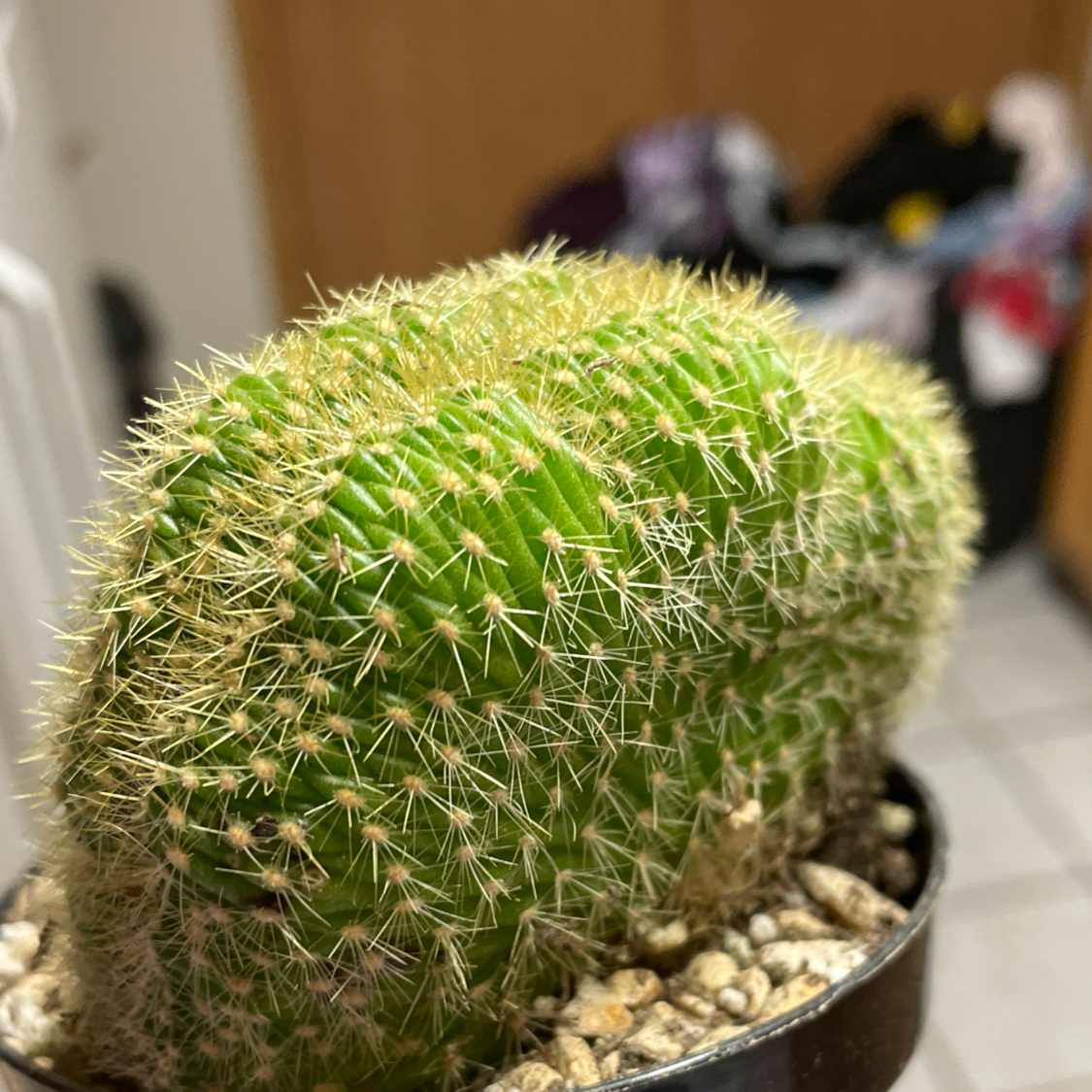 Photo of the plant species Trichocereus huascha cristata by @PrimeTorgrass named Labia on Greg, the plant care app