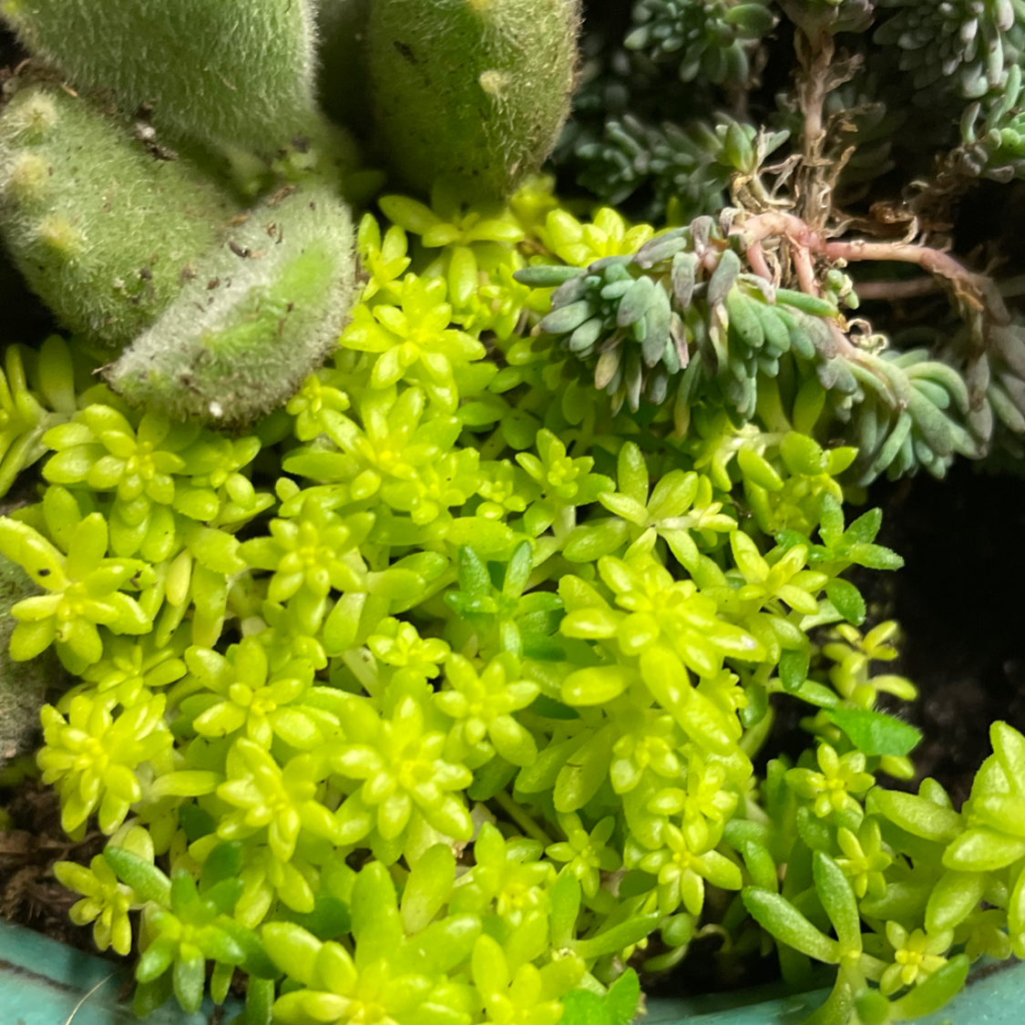 Close-up of a healthy Tokyo Sun Stonecrop plant with vibrant yellow-green leaves.