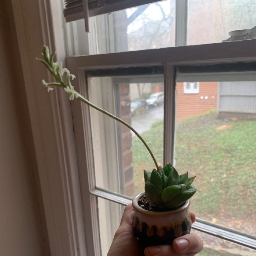 Haworthia cooperi plant in a small pot, held by a hand, with visible flowers.
