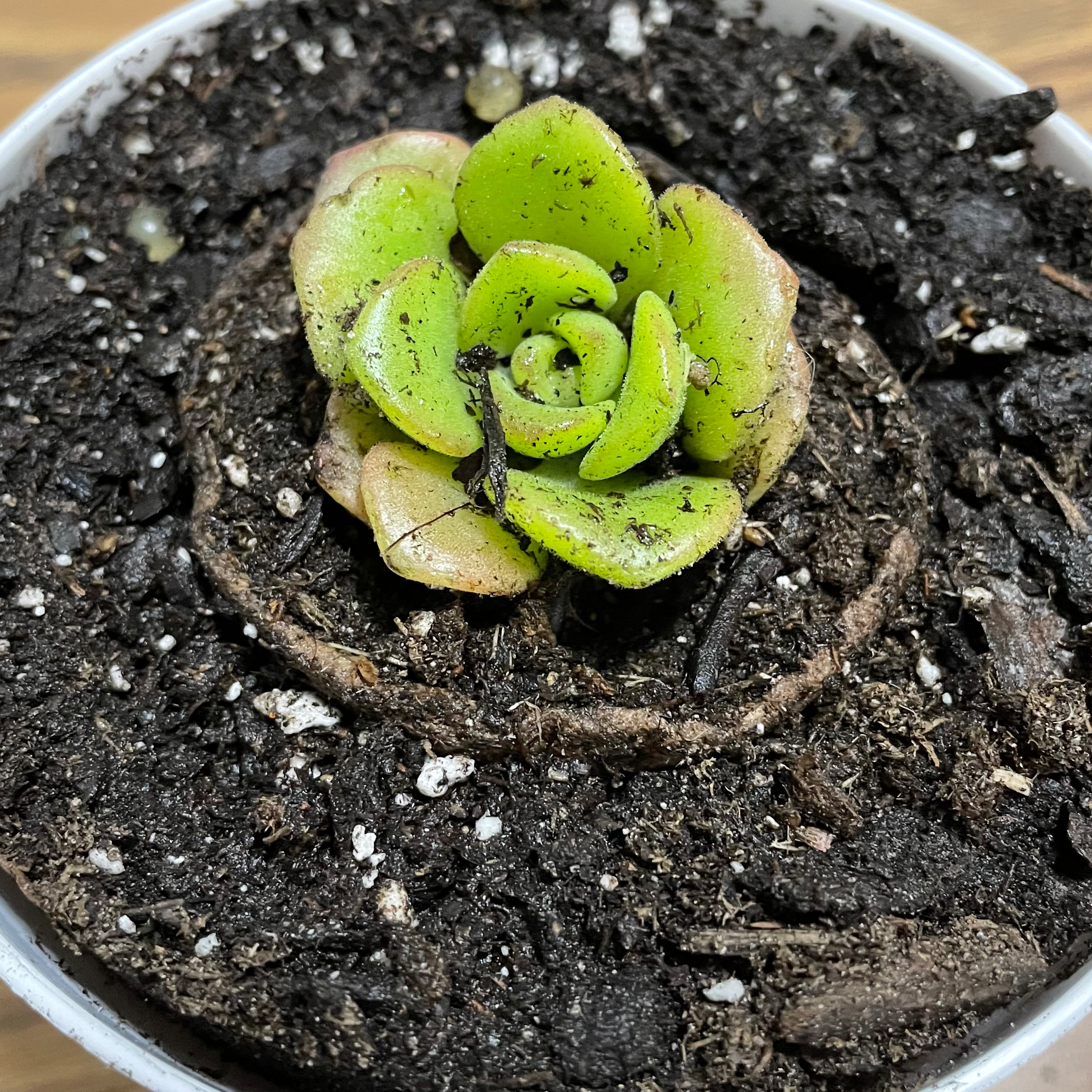 Aeonium 'Lily Pad' plant in a pot with visible soil, well-framed and focused.