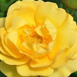 Floribunda Rose plant