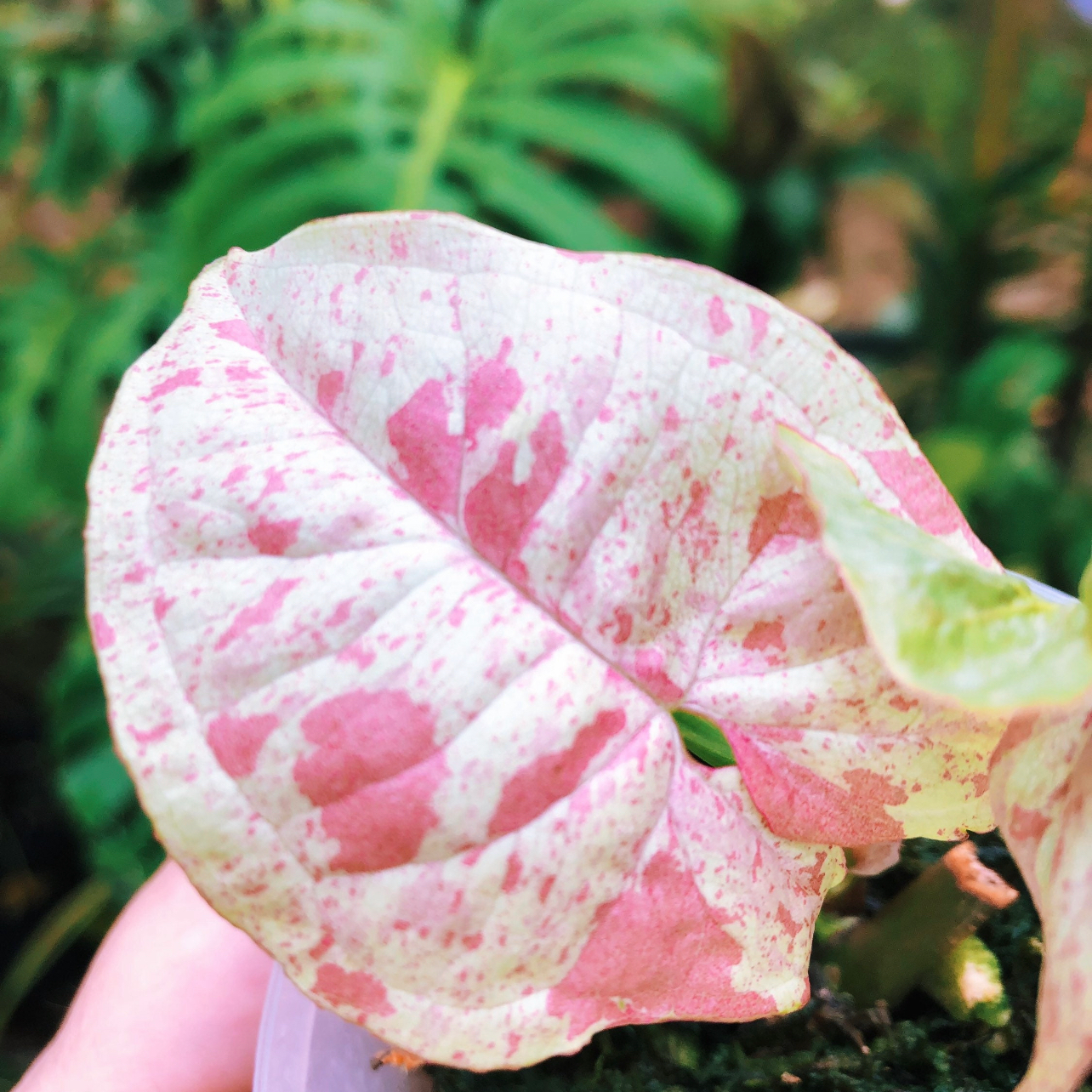 Syngonium 'Milk Confetti' plant photo by @linarenee1 named Kylie on Greg, the plant care app.