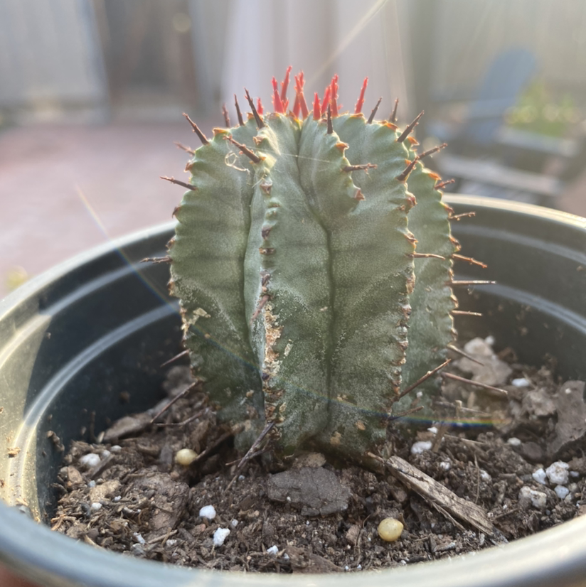 Photo of the plant species Tanzania Zipper Plant by @AdrianC33 named Spiky on Greg, the plant care app