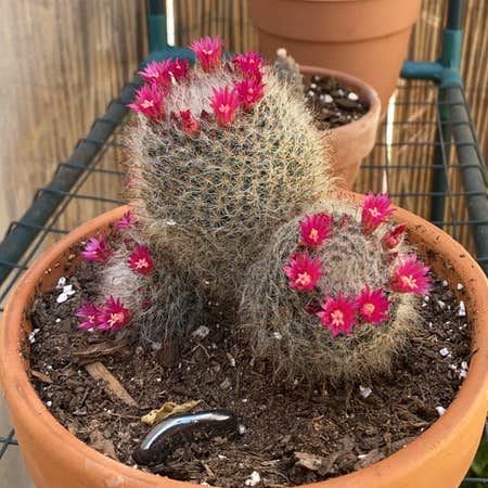 Photo of the plant species Snowball Cactus by Adrianc33 named Frida Kahlo on Greg, the plant care app