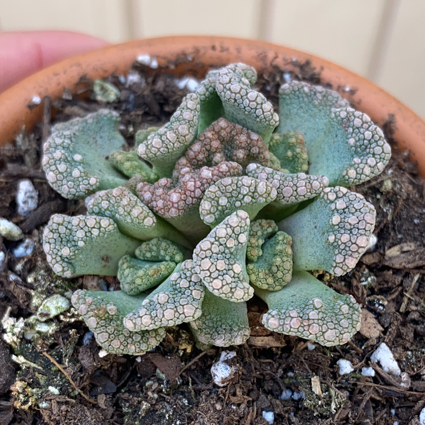 Concrete Leaf Living Stone plant in a small pot with visible soil and textured leaves.