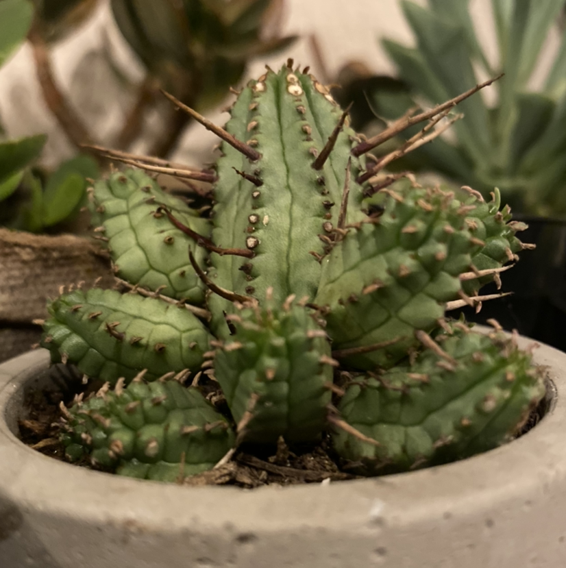 Photo of the plant species Euphorbia heptagona by @AdrianC33 named Navajo on Greg, the plant care app