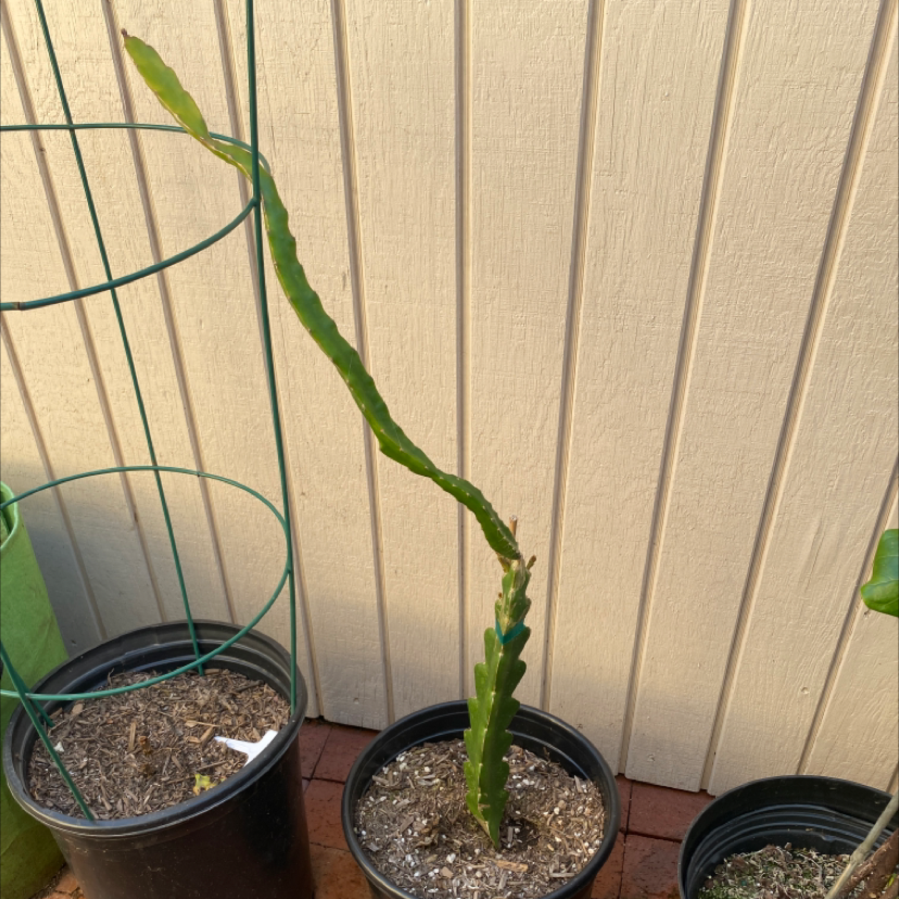 Potted dragonfruit plant with a long, slender stem in a well-drained soil.